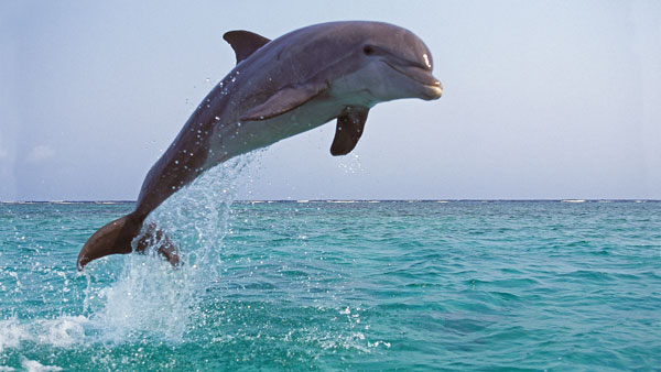 மீனுக்காக மட்டும் அல்ல! டால்பின்கள் ஏன் கப்பல்களை பின் தொடர்ந்து வருகின்றன தெரியுமா? இப்படி ஒரு குணம் இருக்கா?