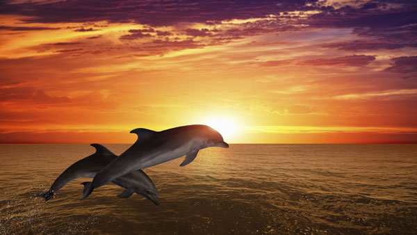 மீனுக்காக மட்டும் அல்ல! டால்பின்கள் ஏன் கப்பல்களை பின் தொடர்ந்து வருகின்றன தெரியுமா? இப்படி ஒரு குணம் இருக்கா?