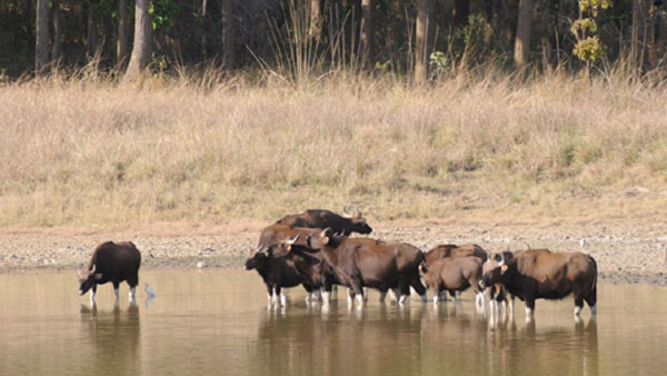 புலியை நேரில் பார்க்க வேண்டுமா?.. ஐஆர்சிடிசி-யின் புதிய பட்ஜெட் டூர் பேக்கேஜ்... எவ்வளவு தெரிஞ்சா இப்பவே ஒரு டிக்கெட்ட போட்ருவீங்க!