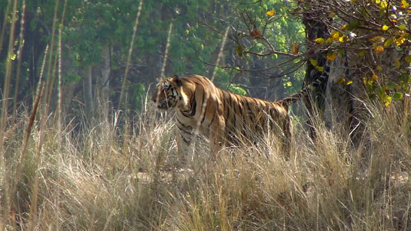 புலியை நேரில் பார்க்க வேண்டுமா?.. ஐஆர்சிடிசி-யின் புதிய பட்ஜெட் டூர் பேக்கேஜ்... எவ்வளவு தெரிஞ்சா இப்பவே ஒரு டிக்கெட்ட போட்ருவீங்க!