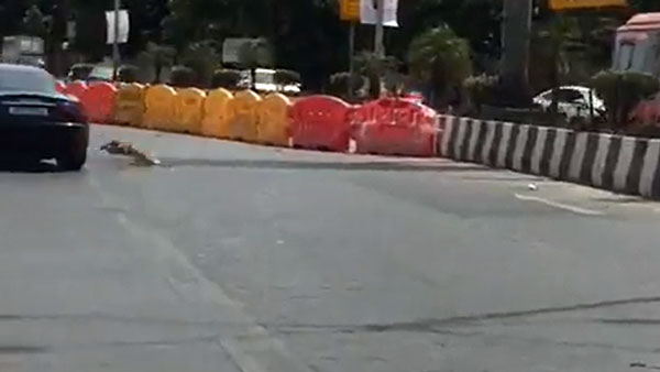 நாயை அடித்து தூக்கிய மஸராட்டி சொகுசு கார்... அதுக்கப்புறம் விலையுயர்ந்த காருக்கு நடந்த சோகத்தை பாருங்க... 