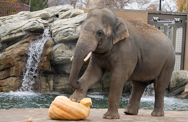 யம்மோவ்... ‘குட்டி யானை’ வண்டியில் பெரிய யானை!! கொஞ்ச நேரத்தில் மிரண்டுப்போன மற்ற வாகன ஓட்டிகள்!