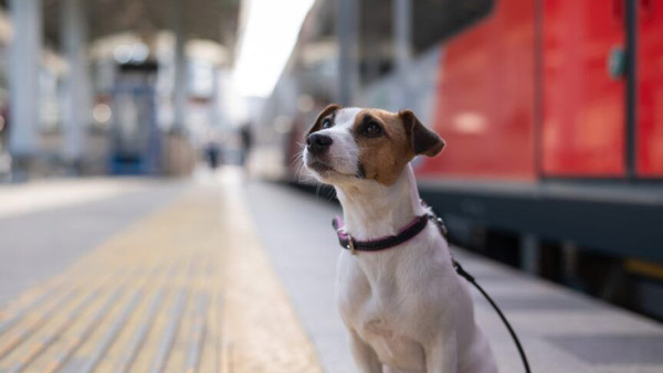 நாய்-பூனைகளையும் இனி ரயிலில் அழைத்து செல்லலாம்... இதற்கு கட்டணம் எவ்வளவு தெரியுமா? இதோ முழு விபரம்!