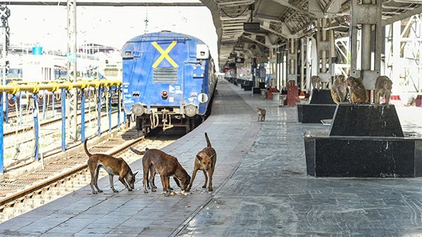 நாய்-பூனைகளையும் இனி ரயிலில் அழைத்து செல்லலாம்... இதற்கு கட்டணம் எவ்வளவு தெரியுமா? இதோ முழு விபரம்!