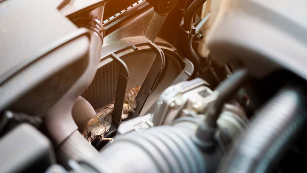 கார்களில் எலி தொல்லையா?.. இத மட்டும் செஞ்சு பாருங்க.. எலி மட்டுமல்ல வேற எதுவும் காருக்குள்ள நுழையாது!