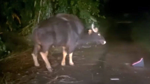 ஒரே குத்துதான்... ஆட்டோவை அலேக்காக தூக்கிய காட்டெருமை... வைரல் வீடியோ!