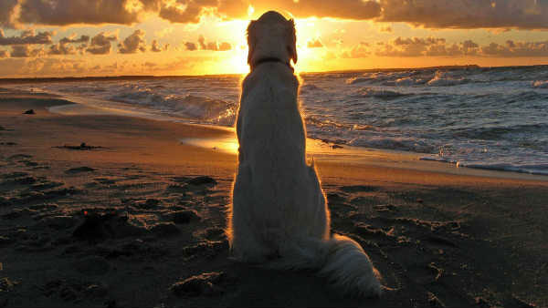 இந்த வாசனை வரணும்! கார், பைக்குகளை நாய்கள் ஏன் துரத்துகின்றன தெரியுமா? இதுக்கு பின்னால இவ்ளோ விஷயம் இருக்கா!