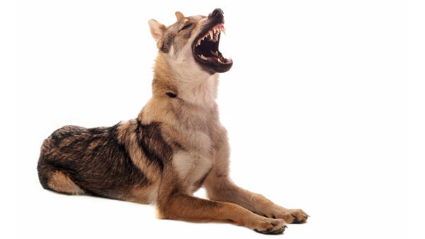 இந்த வாசனை வரணும்! கார், பைக்குகளை நாய்கள் ஏன் துரத்துகின்றன தெரியுமா? இதுக்கு பின்னால இவ்ளோ விஷயம் இருக்கா!