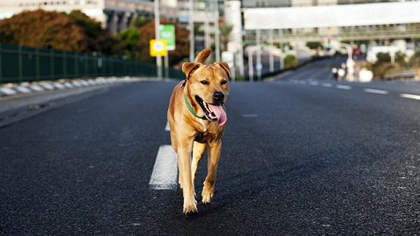 இந்த வாசனை வரணும்! கார், பைக்குகளை நாய்கள் ஏன் துரத்துகின்றன தெரியுமா? இதுக்கு பின்னால இவ்ளோ விஷயம் இருக்கா!