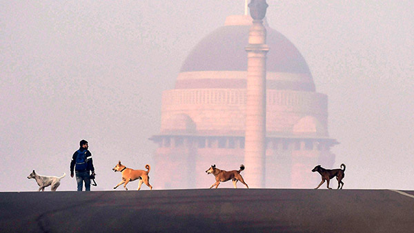 இந்த வாசனை வரணும்! கார், பைக்குகளை நாய்கள் ஏன் துரத்துகின்றன தெரியுமா? இதுக்கு பின்னால இவ்ளோ விஷயம் இருக்கா!
