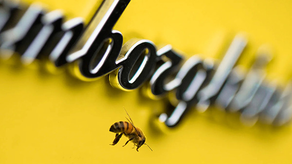 லம்போர்கினி கார் தெரியும் . . . தேன் தெரியுமா . . . அசல் லம்போர்கினி தேன் கோடி ரூபாய் கொடுத்தாலும் கிடைக்காது . . . ஏன் தெரியுமா . . . 