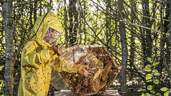 லம்போர்கினி கார் தெரியும் . . . தேன் தெரியுமா . . . அசல் லம்போர்கினி தேன் கோடி ரூபாய் கொடுத்தாலும் கிடைக்காது . . . ஏன் தெரியுமா . . . 