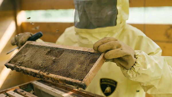 லம்போர்கினி கார் தெரியும் . . . தேன் தெரியுமா . . . அசல் லம்போர்கினி தேன் கோடி ரூபாய் கொடுத்தாலும் கிடைக்காது . . . ஏன் தெரியுமா . . . 