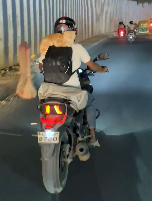 இந்த சர்க்கஸ் பயணம் தேவையா...? அதுவும் பெங்களூர் சாலையில்!!