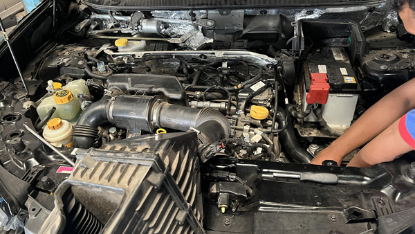 ஹாரியர்