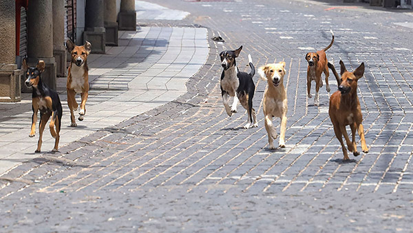 Dog Chasing in Night