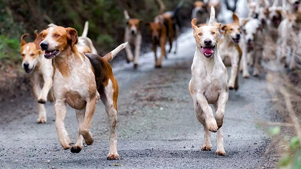 Dog Chasing in Night