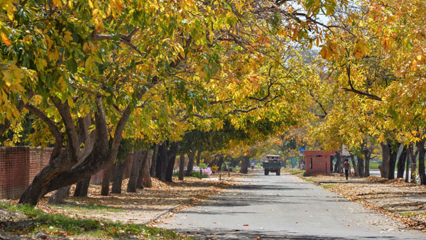 Street blossom trees