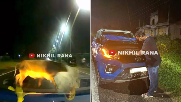 Tata nexon hits bull