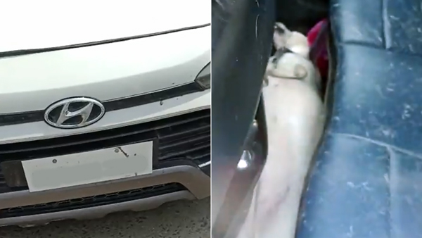 dog inside the closed car