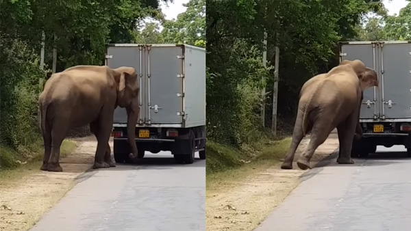 Wild elephant helps push start truck