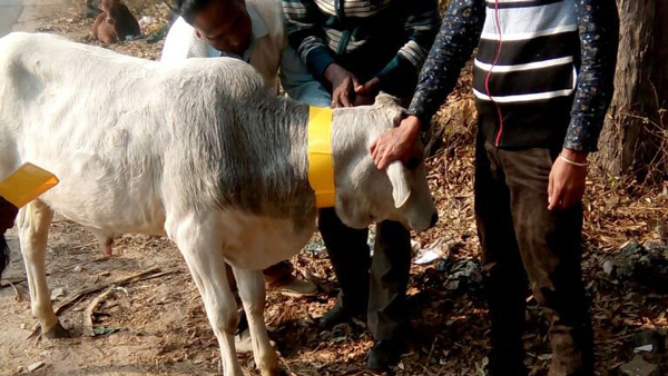 Cow With Reflective Stickers