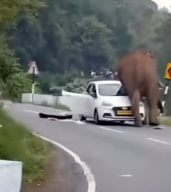 ooty elephant attack hyundai car