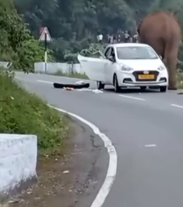 ooty elephant attack hyundai car