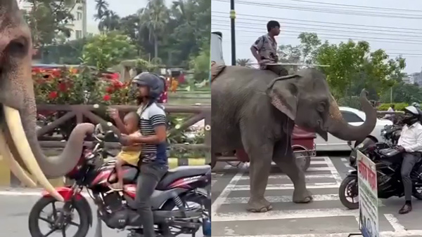 Youngsters Use Elephants To Extort Money From Car, Bike Owners