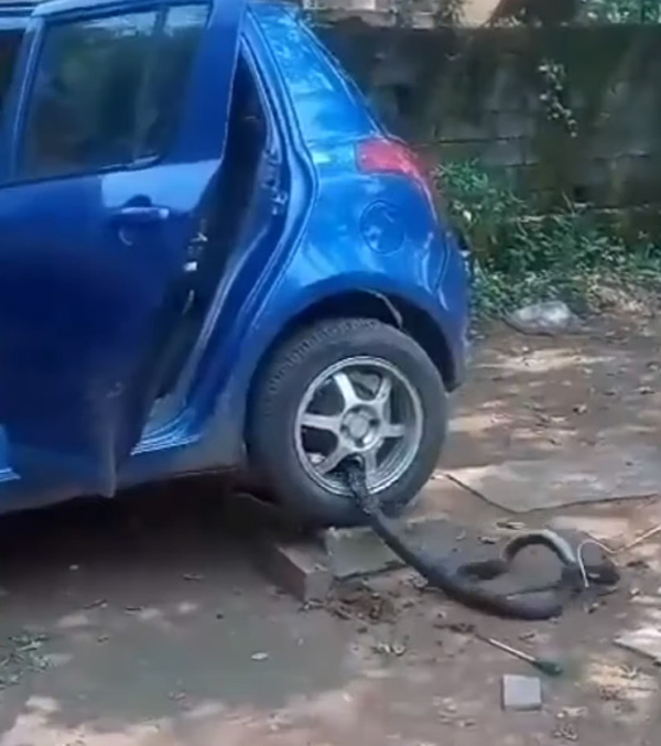 King Cobra Hides Under Car