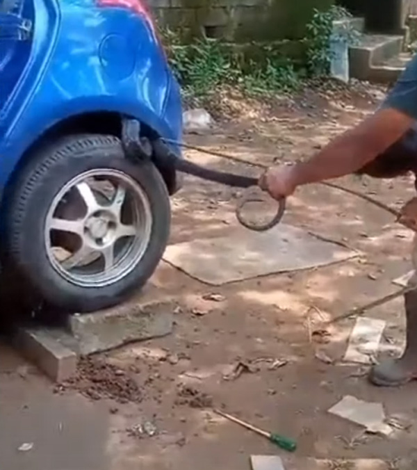 King Cobra Hides Under Maruti Suzuki Swift