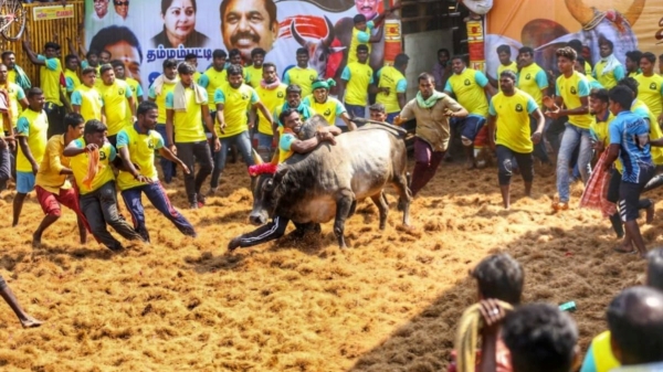 jallikattu winner gets nissan magnite
