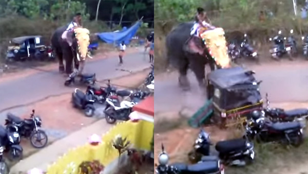 Elephant aggressively throws a two wheeler like a football here is video