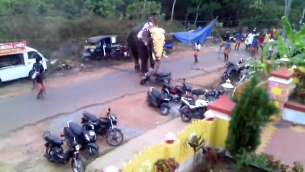 Angry elephant throws scooter