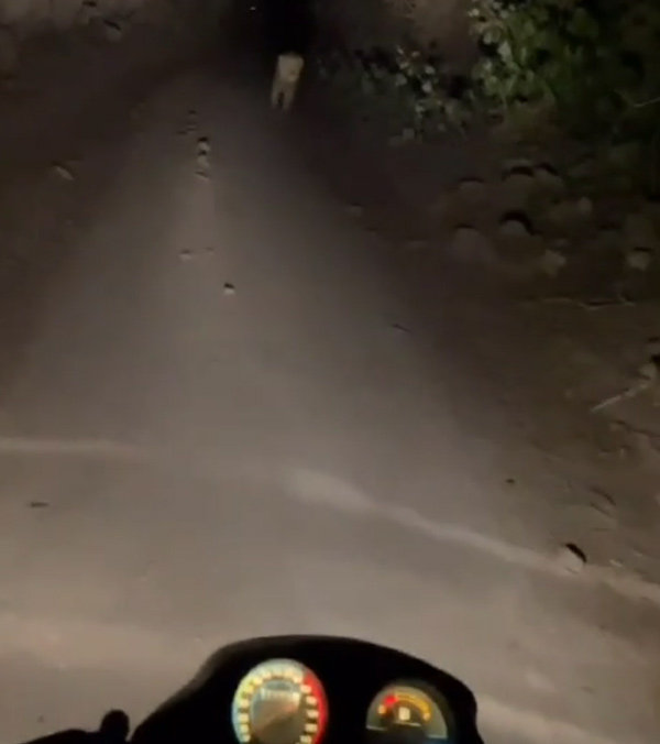 lion comes closer to bikers