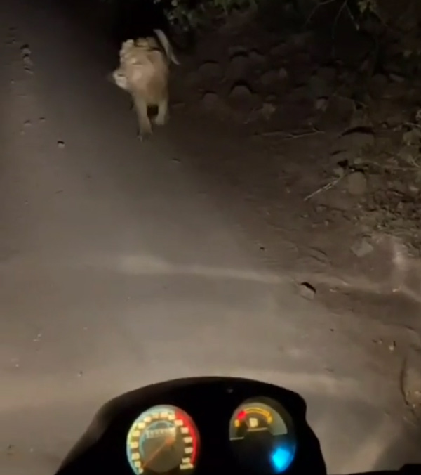 lion comes closer to bikers
