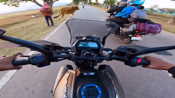 cow crashed into dominar 400