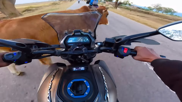 cow crashed into dominar 400