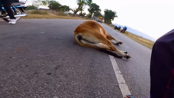 cow crashed into dominar 400