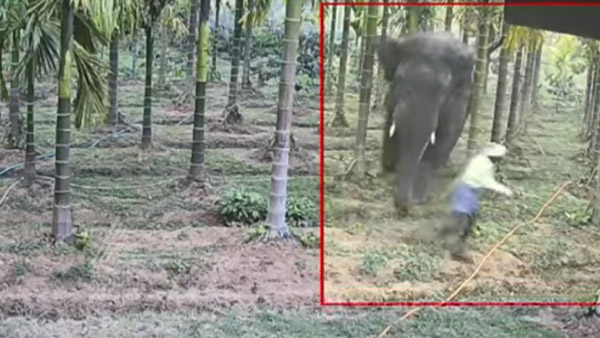 Elephant Chases Man Elephant Chases Man
