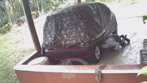 Man Hides Under Car To Escape From Elephant Man Hides Under Car To Escape From Elephant