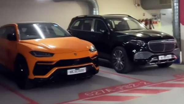 Dlf camellias Dlf camellias