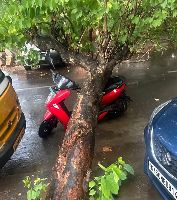 tree fell on ather 450