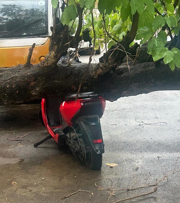 tree fell on ather 450