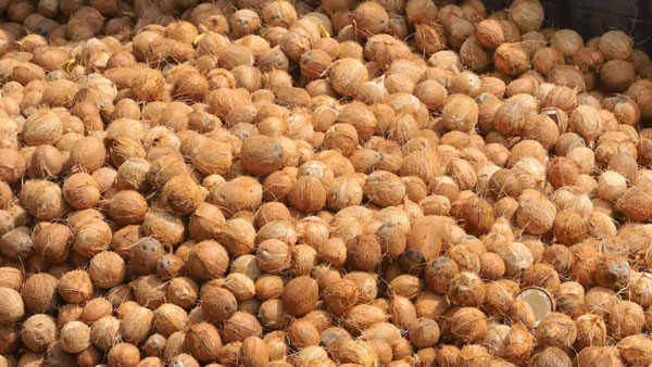 coconut ban in flight