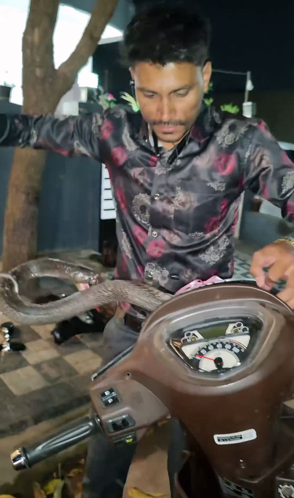 cobra snake asylum in scooter cobra snake asylum in scooter