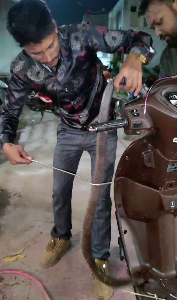 cobra snake asylum in scooter cobra snake asylum in scooter