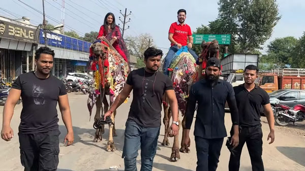 husband and wife on camel husband and wife on camel