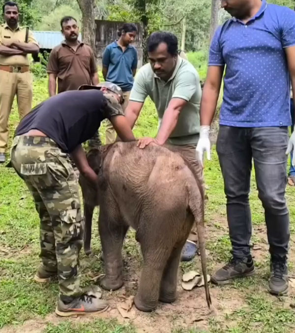 baby elephant chases buses