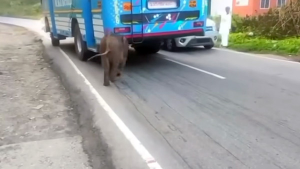 baby elephant chases buses